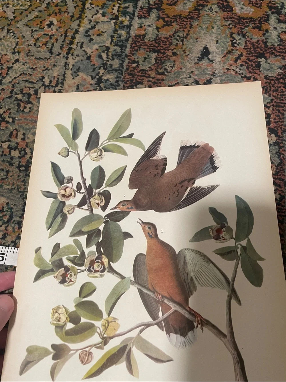 Vintage Dove Wall Art Print in Cream and Brown